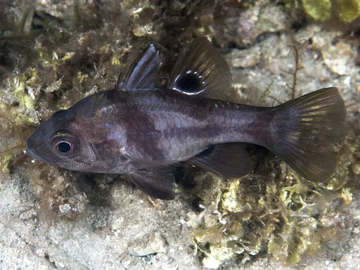 Black Cardinalfish (Apogonichthyoides melas)