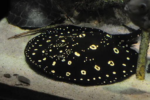 Bigtooth river stingray (Potamotrygon henlei)