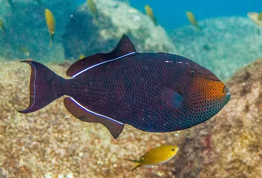Black durgon (Melichthys niger)