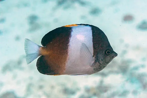 Black Pyramid Butterflyfish (Hemitaurichthys zoster)