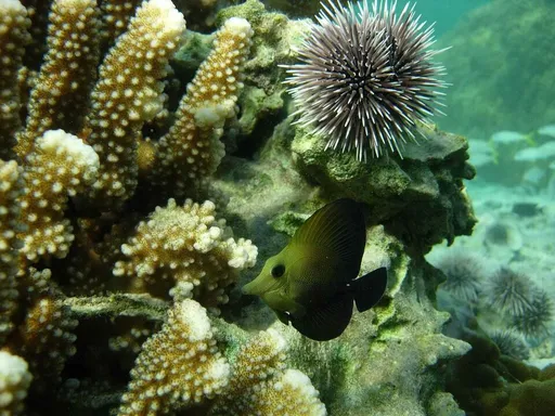 Black Tang (Zebrasoma rostratum)