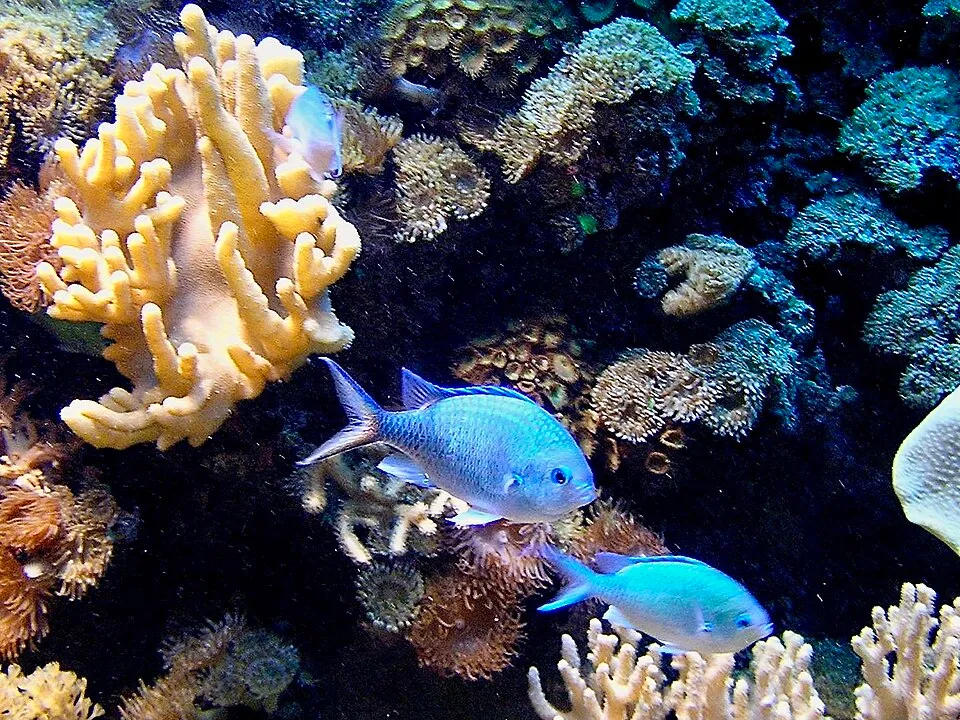 Blue-Green Chromis (Chromis atripectoralis)