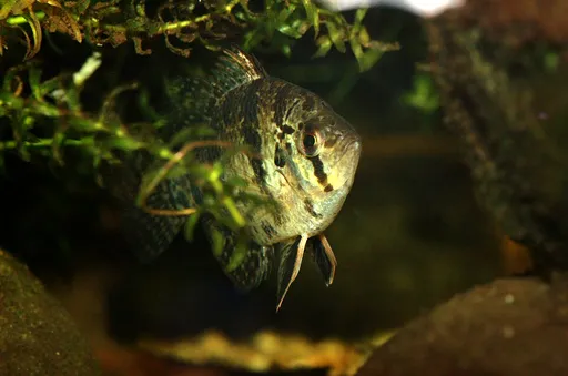 Blackbanded sunfish (Enneacanthus chaetodon)