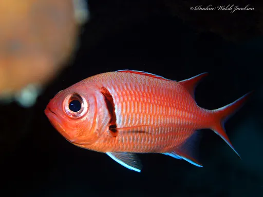 Blackbar soldierfish (Myripristis jacobus)