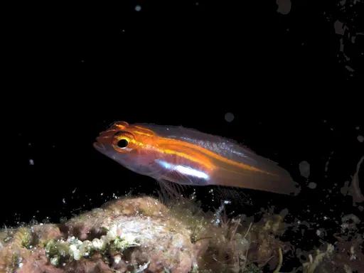 Blackbelly Dwarfgoby (Eviota atriventris)