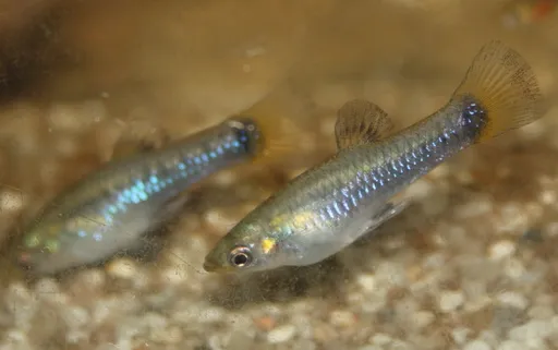 Blackbelly limia (Limia melanogaster)