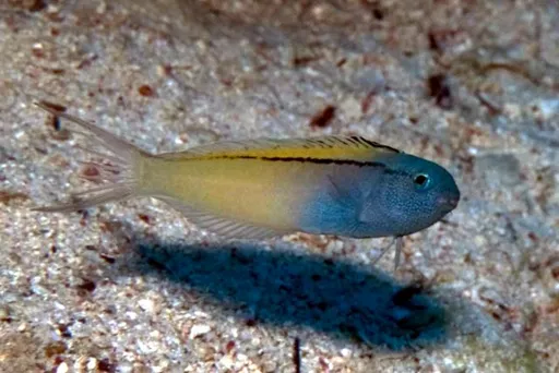 Blackline Fang Blenny (Meiacanthus nigrolineatus)