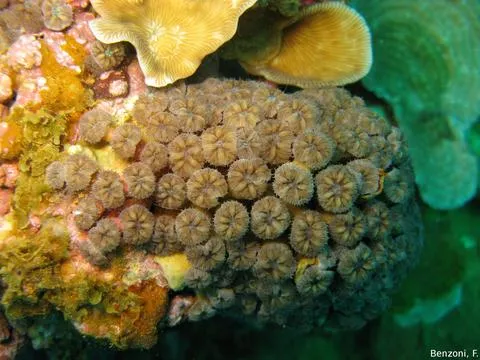 Blastomussa (Blastomussa merletti)