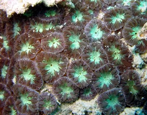 Blastomussa wellsi (Blastomussa wellsi)