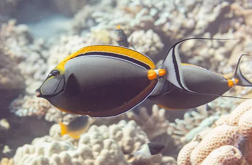 Blonde Naso Tang (Naso elegans)
