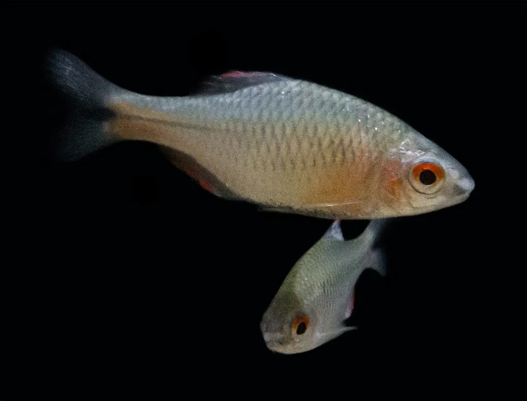 Blue Amur bitterling (Paracheilognathus himantegus)
