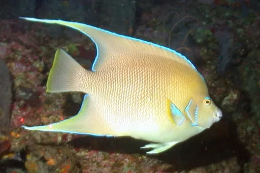 Blue Angelfish (Holacanthus bermudensis)