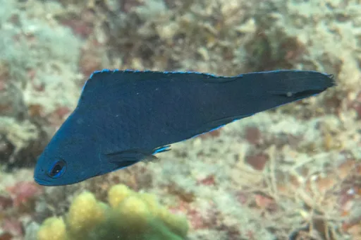 Blue Assessor (Assessor macneilli)