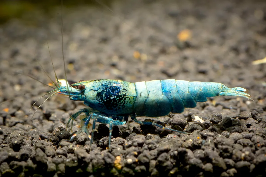 Blue Bolt Shrimp (Caridina cantonensis)