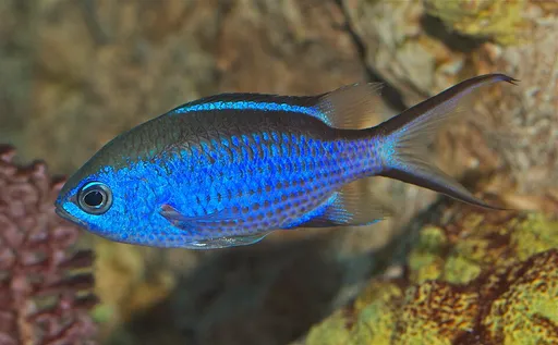 Blue Chromis (Chromis cyanea)