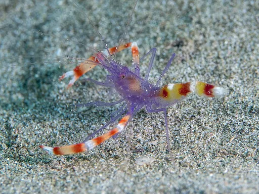 Blue / Purple Coral Banded Shrimp (Stenopus tenuirostris)