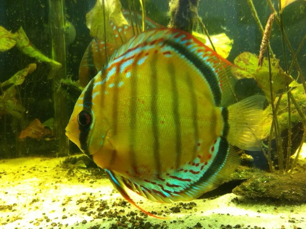 Blue diamond discus (Symphysodon tarzoo)