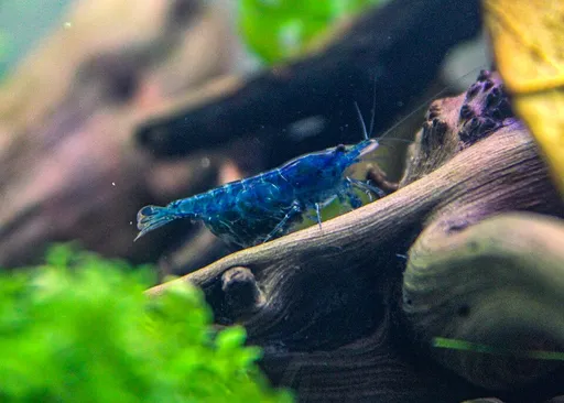 Blue Dream Shrimp (Neocaridina davidi)