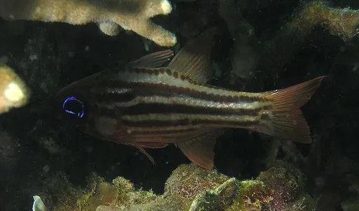 Blue-Eye Cardinalfish (Ostorhinchus compressus)