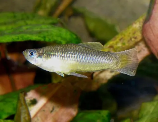Blue-eyed livebearer (Priapella intermedia)