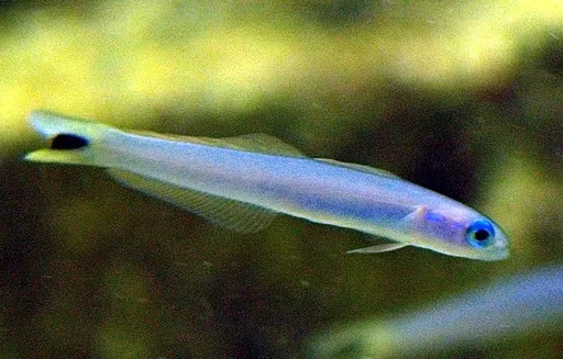 Blue Gudgeon Dartfish (Ptereleotris heteroptera)