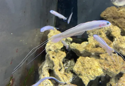 Blue Hana Goby (Ptereleotris hanae)