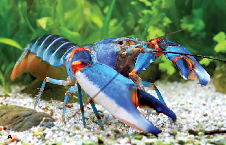 Blue Kong zebra crayfish (Cherax alyciae)