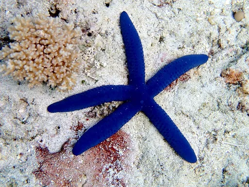 Blue Linckia Star (Linckia laevigata)