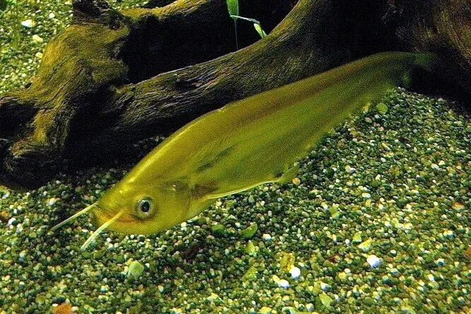Blue neon sheatfish (Belodontichthys dinema)