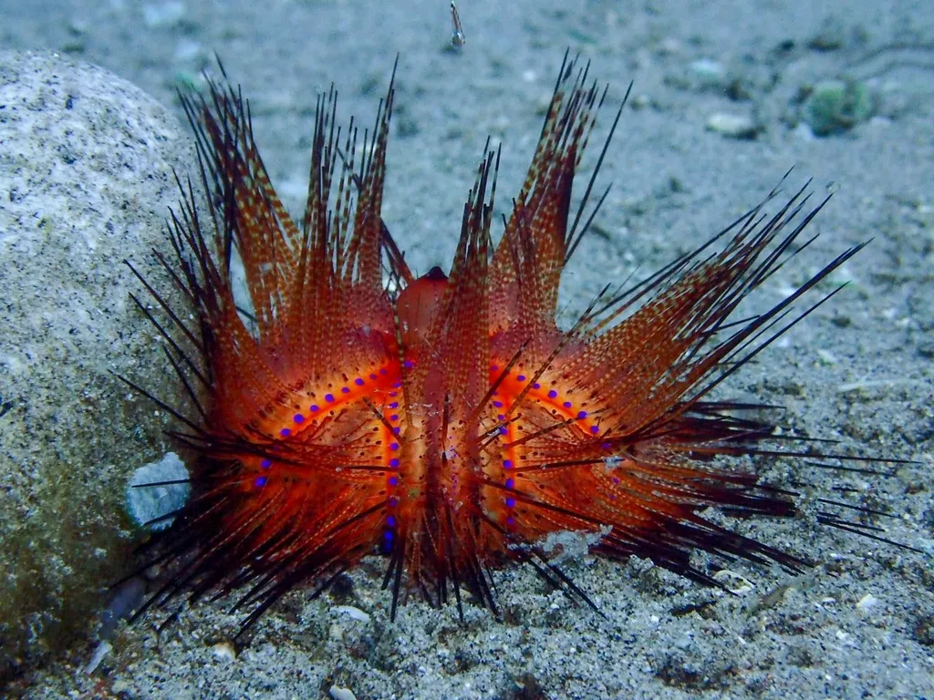 Blue spot urchin (Astropyga radiata)
