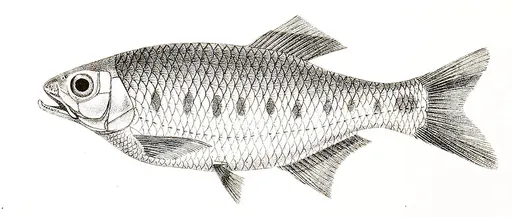 Blue spotted hill trout (Barilius bakeri)