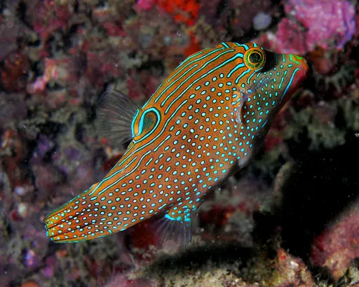 Blue-Spotted Toby (Canthigaster solandri)