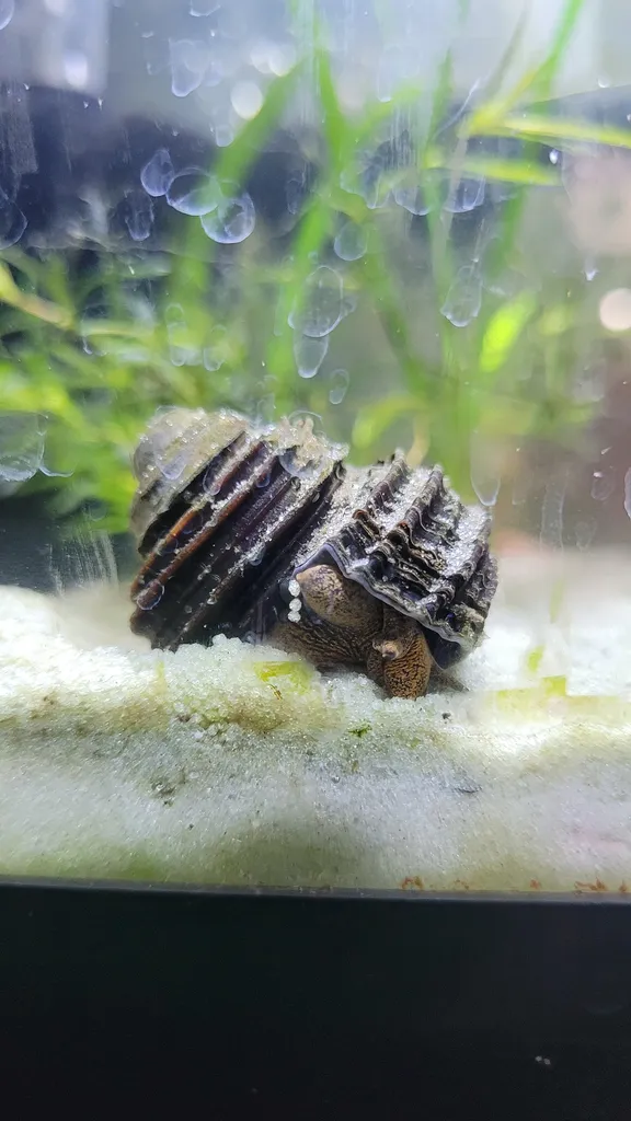 Blue turbo snail (Celetaia persculpta)