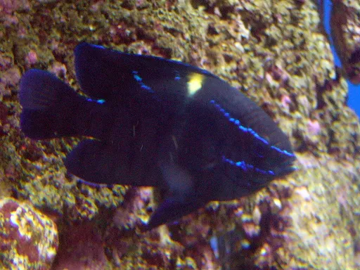 Blue Velvet Damsel (Neoglyphidodon oxyodon)