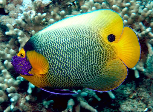 Blueface Angelfish (Pomacanthus xanthometopon)