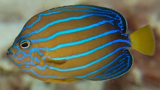 Blueline Angelfish (Chaetodontoplus septentrionalis)