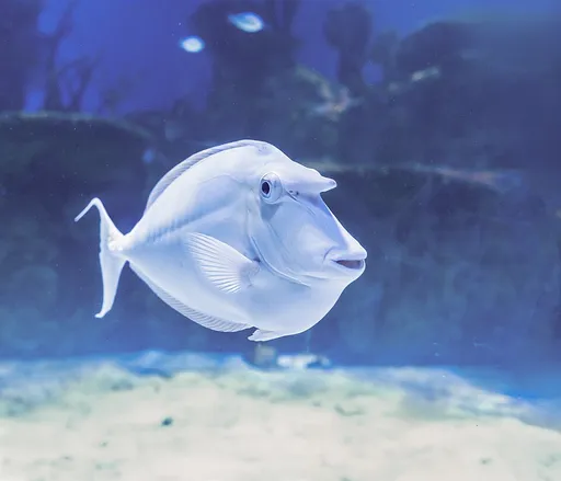 Bluespine Unicornfish (Naso unicornis)