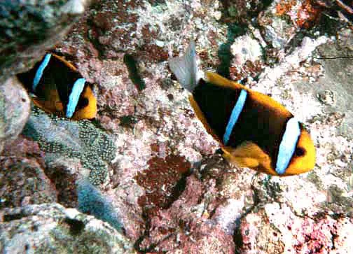 Bluestripe Clownfish (Amphiprion chrysopterus)