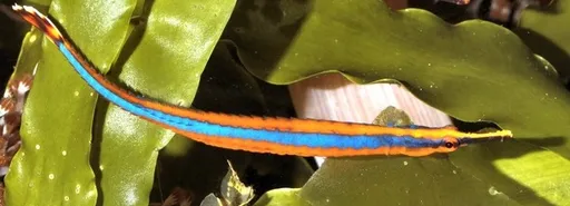 Bluestripe pipefish (Doryrhamphus excisus)