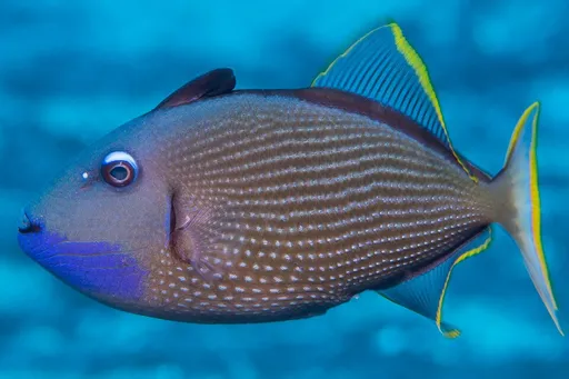 Bluethroat Triggerfish (Xanthichthys auromarginatus)