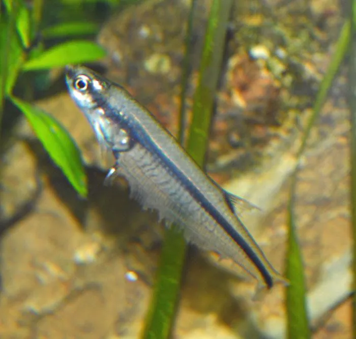 Bond's glass tetra (Xenagoniates bondi)