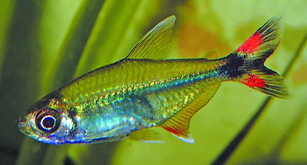 Bonita tetra (Moenkhausia bonita)