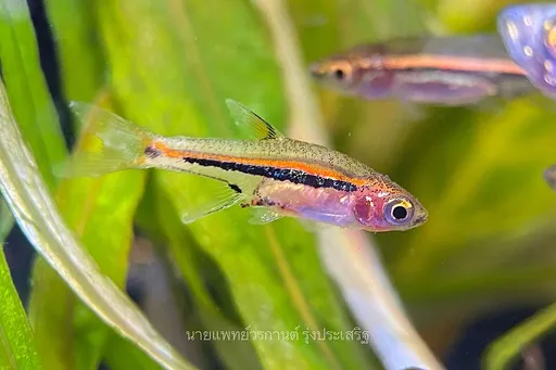 Exclamation-point rasbora (Boraras urophthalmoides)