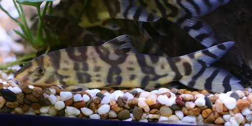 Burmese border loach (Botia histrionica)