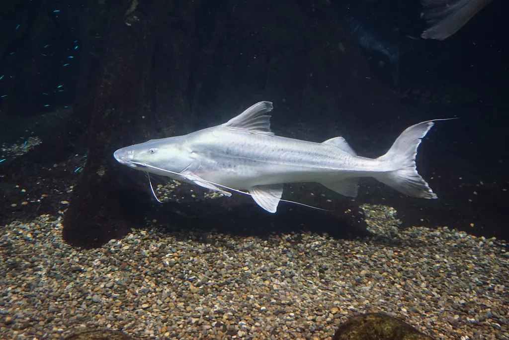 Piraiba (Brachyplatystoma filamentosum)