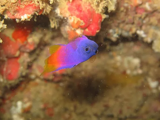 Brazilian Gramma (Gramma brasiliensis)