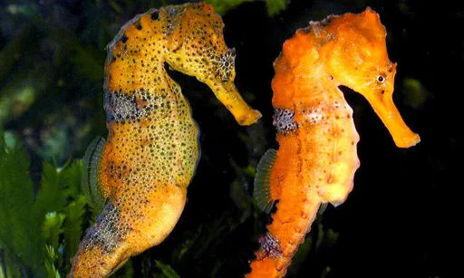 Brazilian seahorse (Hippocampus reidi)