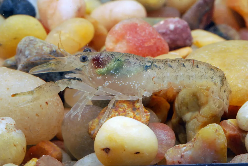 Brazos dwarf crayfish (Cambarellus texanus)