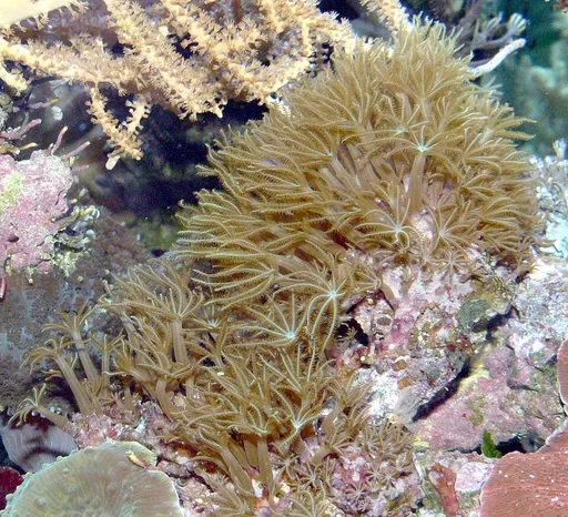 Encrusting Star Polyps (Briareum)