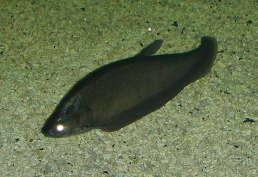 Bronze featherback (Notopterus notopterus)